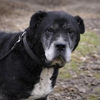 Tabarin wartet ab Mitte Mai in HH!, Hund zur Adoption