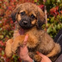 Ulli 🥰 zuckersüß, Hund zur Adoption