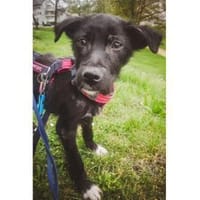 Morvan - wartet in 66113 Saabrücken, Hund zur Adoption