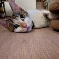 Yara sucht ihr Glück, Katze zur Adoption