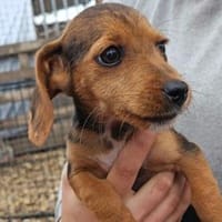 3 kl.Welpen aus der Tötung gerettet, Hund zur Adoption