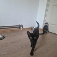 Dalida, kleine schwarze Schönheit, Katze zur Adoption