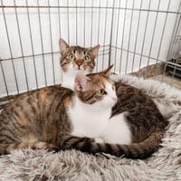 Colin sucht seinen Menschen, Kater zur Adoption