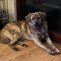 Max sucht ein Zuhause, Hund zur Adoption