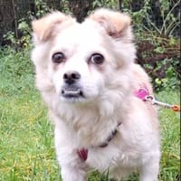 Püppi sucht nach den richtigen Menschen, Hündin zur Adoption