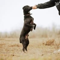 Cézár, fröhlicher Clown, ca. 5 Jahre, Hund zur Adoption