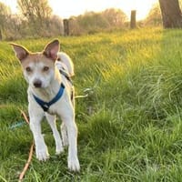 Arko möchte endlich ankommen - bei dir?, Hund zur Adoption