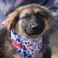 Barbie wartet ab Mitte Mai in Hannover!, Hündin zur Adoption