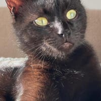 schwarzePrinzessin Marta, Katze zur Adoption