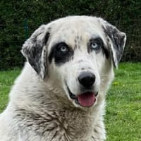Snow, geb. ca. 06/2023, 47652 Weeze, Hündin zur Adoption
