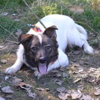 Peggy wartet ab Mitte Mai bei Soltau!, Hündin zur Adoption