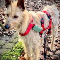 Schüchterne Billa, Hündin zur Adoption