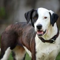 FELI-LIEBENSWERTE BEGLEITERIN, Hündin zur Adoption