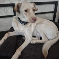 Bildhübscher Levin, Hund zur Adoption