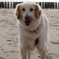 Gaia - wartet in 45549 Sprockhövel, Hündin zur Adoption