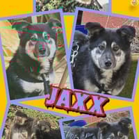 lieber kleiner Jaxx auf PS in 90475, Hund zur Adoption