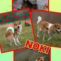 kleiner süßer Noki auf PS 14513, Hund zur Adoption