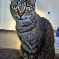 Milly die Schüchterne, Katze zur Adoption