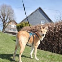 Naya - freundliche verträgliche Hündin, Hündin zur Adoption