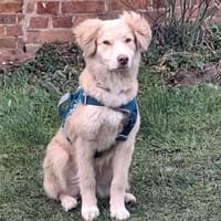 Rocky, lieber Welpe sucht Zuhause, Hund zur Adoption