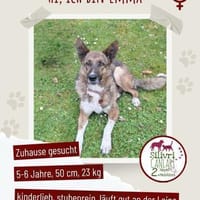 Emma sucht schon so lange ihr Zuhause, Hündin zur Adoption