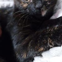 Verschmuste liebevolle Betty, Katze zur Adoption