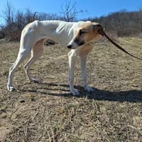 Vihar, elegante Junghündin, ca. 8 Monate, Hündin zur Adoption