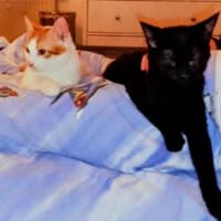 Zuki, neugieriger Pantherjunge, ca. 6 Mo, Kater zur Adoption