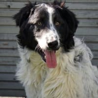 Geben Sie freundlichem Loki ein Zuhause?, Hund zur Adoption