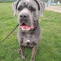 bildschönes CC Mädchen Bonnie, Hündin zur Adoption