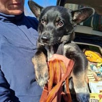 Pöfi, liebevolles Herzchen, ca. 8 Monate, Hündin zur Adoption