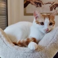 Slush, verspielter Schmusejunge, ca. 7 M, Katze zur Adoption