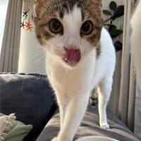 Biscuit, freundliche Schmusekatze, ca.9M, Katze zur Adoption