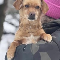 Liora, Hündin zur Adoption