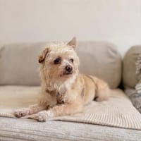 Lia, reizende Hundedame, ca. 9 Jahre, Hündin zur Adoption