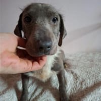 Silver, sanfter Kämpfer, ca. 3 Jahre, Hund zur Adoption