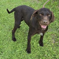 Gypsy - lernwillig und aktive Lady, Hündin zur Adoption