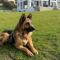 Besondere Hündin Astra sucht ihr Glück, Hündin zur Adoption