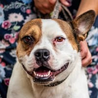 Töfi, lustige Knutschkugel, ca. 3 Jahre, Hund zur Adoption