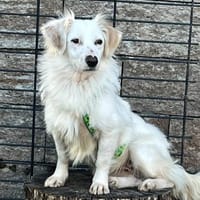 Neve ist lieb, sozial und clever, Hündin zur Adoption