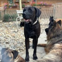 Oliver,  sanfter Schmusebär, ca. 5 Jahre, Hund zur Adoption