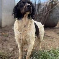 Luna  eine kleine, stolze Bretonin, Hündin zur Adoption