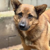 Draven, Hund zur Adoption