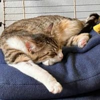 Ilex, grünäugiger Kuscheltiger, ca.10 Mo, Katze zur Adoption