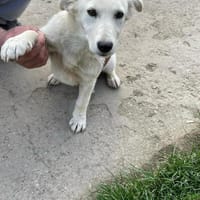 SAMA - geb. ca. 08/2022, Hündin zur Adoption