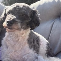 Riky in 77776  Bad Rippoldsau, Hund zur Adoption