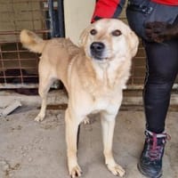 Josh Blond - treuer Kamerad, Hund zur Adoption