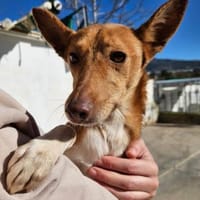 Mila möchte endlich die Welt entdecken, Hündin zur Adoption