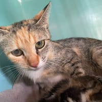 VWATI, chatte à adopter