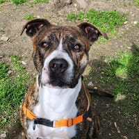 PABLO, chien à adopter